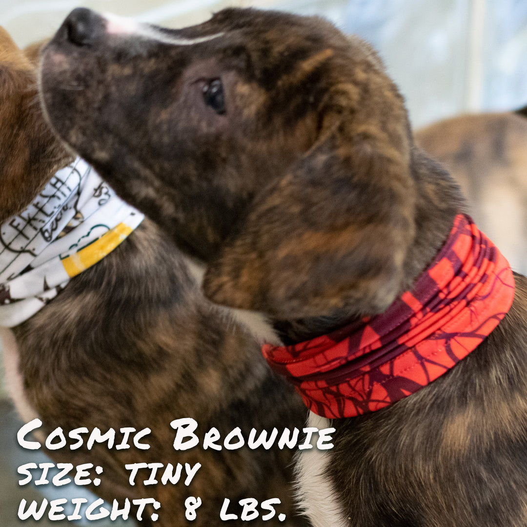 Cherry Bomb Pup Scruff