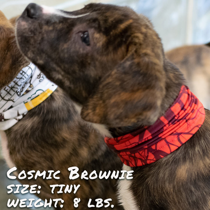 Cherry Bomb Pup Scruff