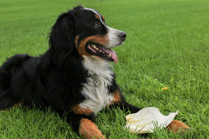 Cow Ears for Dogs