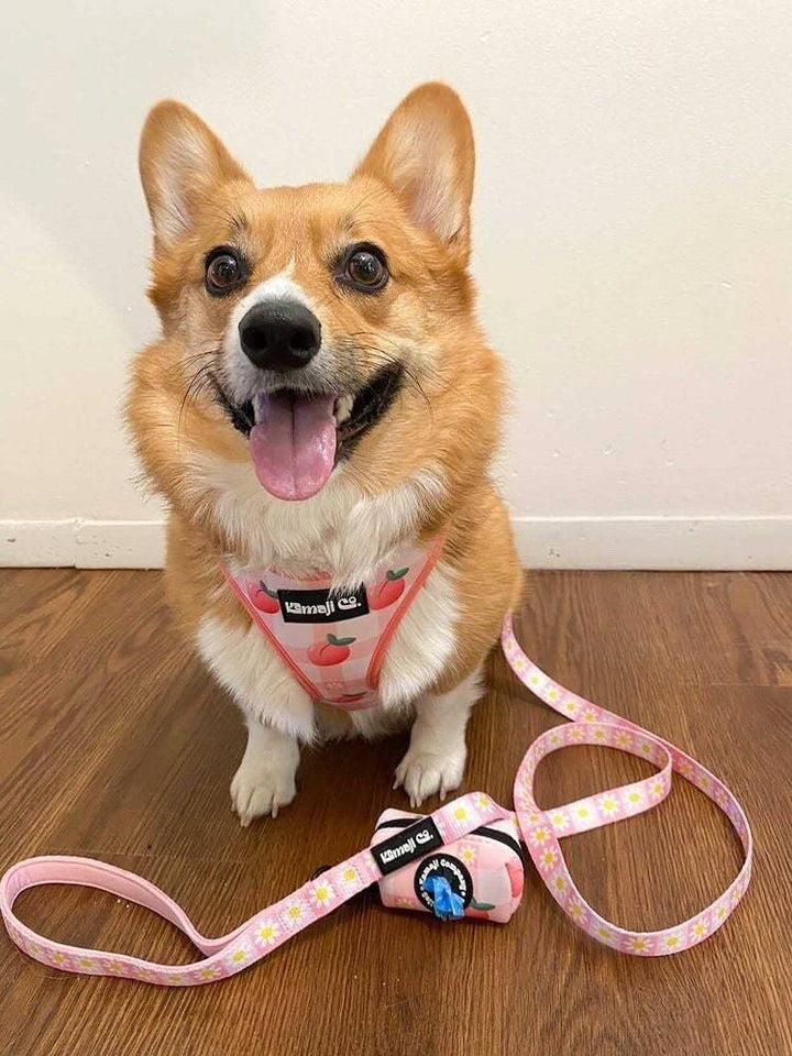 Precious Peach Daisy Leash, Dog Leash, Cute Dog Leash, Pink Dog Leash,