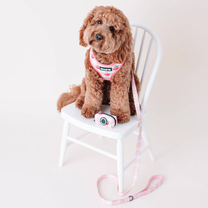 Precious Peach Daisy Leash, Dog Leash, Cute Dog Leash, Pink Dog Leash,