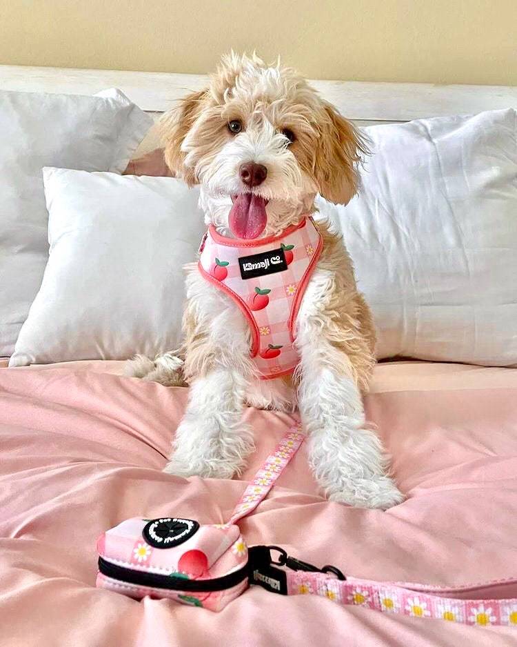 Precious Peach Daisy Leash, Dog Leash, Cute Dog Leash, Pink Dog Leash,