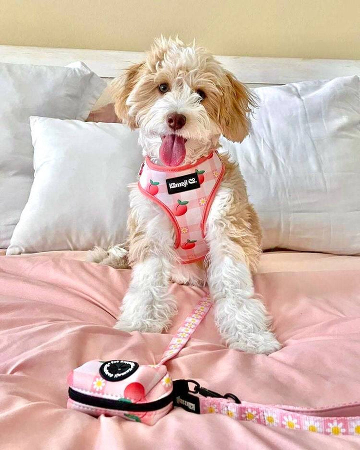 Precious Peach Daisy Leash, Dog Leash, Cute Dog Leash, Pink Dog Leash,